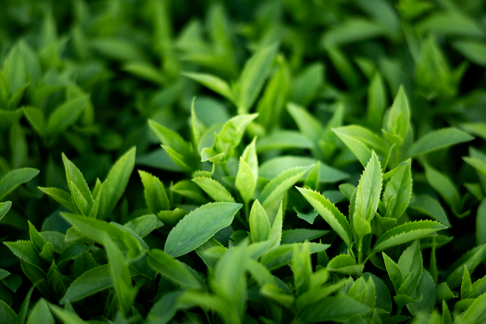 Tea Exporter in South India
